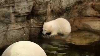 Eisbär Lili im Zoo Bremerhaven 30.04.2016