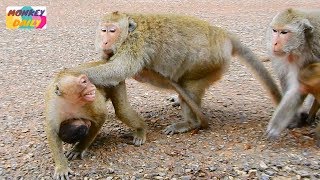So poor Kari hug Daniela escape of mom Dee Dee & Dolly warm fight coz carry baby | Monkey Daily 4104