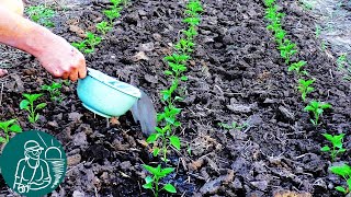 Подкормка помидор, перца, баклажан после высадки рассады в открытый грунт Опыт Гордеевых