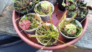 Droseras: como cultivar ?