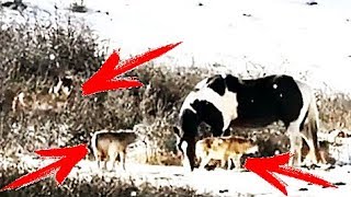 ГОЛОДНЫЕ ВОЛКИ и тупая ЛОШАДЬ. что же будет?