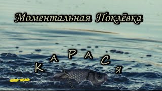 Моментальная поклёвка карася на поплавочную удочку