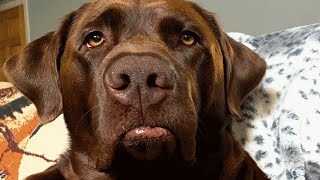 Dog makes the saddest face when his feelings are hurt