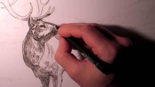 Bull Elk Drawing