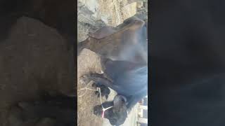 Jafrabadi bhes ki gadi load hogi Aurangabad | jafrabaadi bafelo