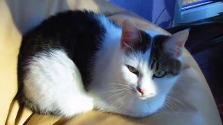 Кошачья семья отдыхает/Cat family resting