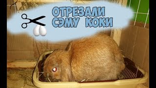 Кастировали кролика/ восстановление после операции