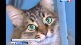 Кошка спасла и обогрела брошенного в подъезде ребенка!!!