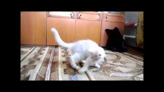 Catarina, 3.1months. Купить котёнка мейн кун Видео