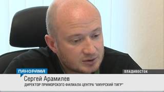 В Приморье браконьеры открыли охоту на амурских тигров