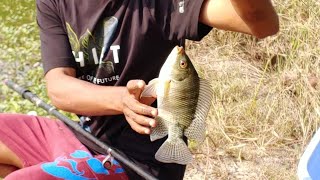Fish hunting || Amazing Fishing for tilapia fish catch