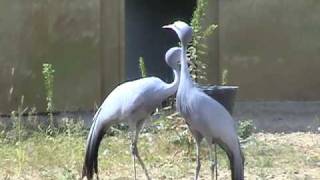 Blue Cranes at International Crane Foundation