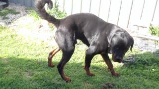 Peeing fountain - FUNNY Rottweiler Dog empties bladder