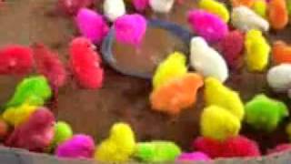 Цветные Цыплята Oo xvid