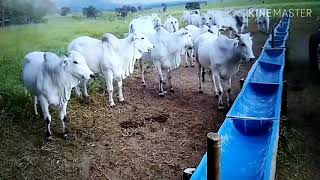 ব্রাহামা গরুকে দানাদার খাদ্য খাওয়ানোর নিয়ম