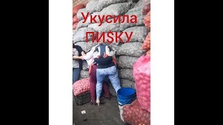 УКУСИЛА ПИ$КУ – МАХАЧ ПОПАСТЫХ НЯШЕК! ЗАПРЕЩЕННЫЙ ПРИЕМ  И ПРИКОЛ  В ДРАКЕ! ДЕВУШКИ С ЧУДИНКОЙ#3!