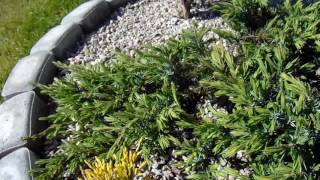Juniperus conferta Schlager