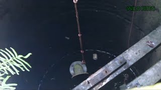 Dangerous Krait and Cobra Rescue snake videos