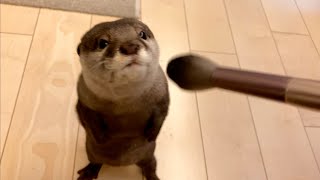 カワウソさくら 筆こちょこちょでとろけるカワウソ Otter massaged with a brush