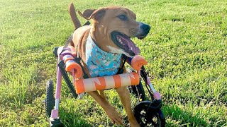 Dog with neurological disorder living her best life - Wobbly Hannah to the rescue