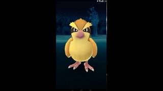 catch Pidgey #016 in pokémon go