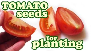 How To Save Tomato Seeds - Heirloom Tomatoes Seed Savers - Growing Organic Fruits Vegetable Jazevox