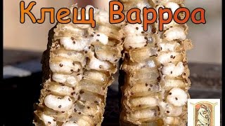 Варроатоз пчел   Диагностика и лечение Варроатоза пчел в весенний период Varroatosis of bees  Diagno
