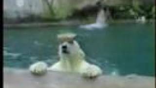 Funny Animal Clips Collection- Everytime We Touch