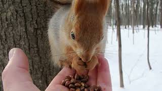 Тот Самый бельчонок вспомнил, что он боевая белка / Feeding a young squirrel