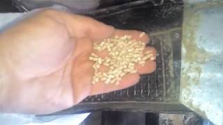 Гранулятор с Тремя Роликами! Гранулирую для бройлеров! Granulator with Three Rollers!
