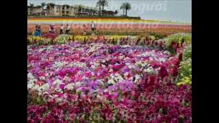 THAY NƯỚC BÌNH HOA & CẮM HOA - Thi kệ Thích Nhất Hạnh - Nhạc Võ Tá Hân