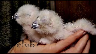 Филин рождается так: репортаж из яйца.