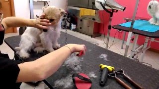 Jack Russell terrier: broken