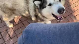PHIL ATTACKS ME, WATCH NIKO PROTECT HER MAMA!! ROUGH PLAY