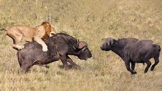 Buffalo Try To Save Fellow From Lion But Fail | Lion Hunting