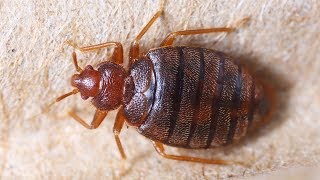 How To Get Rid of Bed Bugs