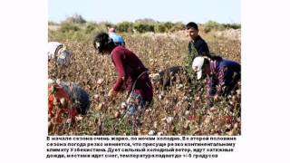 cotton season 2011 (rus)