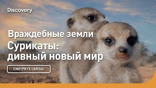 Враждебные земли | Сурикаты: дивный новый мир | Discovery
