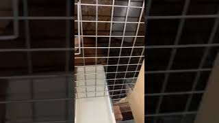 Новозеландские кролики.