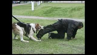 Среднеазиатская овчарка(central asian shepherd dog) ,питомник Совские Пруды