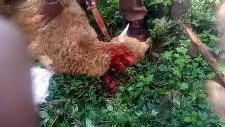 Slaughter the sheep