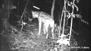 Spotted Hyena / hyaena (Crocuta crocuta) occupying forest habitat