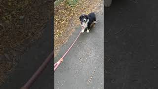 Taya erste Mal Leine