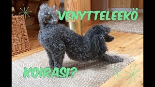 Koiran omat venytykset