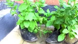 12. Где применить старые ботинки?/Where to apply the old shoes?