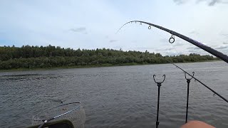 ФИДЕР В АВГУСТЕ. САМОЕ ЛУЧШЕЕ ВРЕМЯ ДЛЯ РЫБАЛКИ