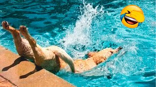 Funniest Animals 2022 ???? - Funny Dogs And Cats Videos
