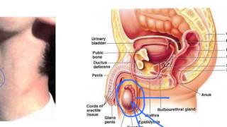 Changes to boys during puberty