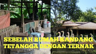 KANDANG BEBEK ENTOK DAN ANGSA DISAMPING RUMAH.