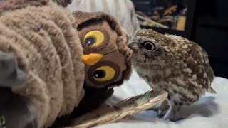 Добрый Лучик Зла занимается милыми разрушениями. Совёнок очень занят, не отвлекайте!